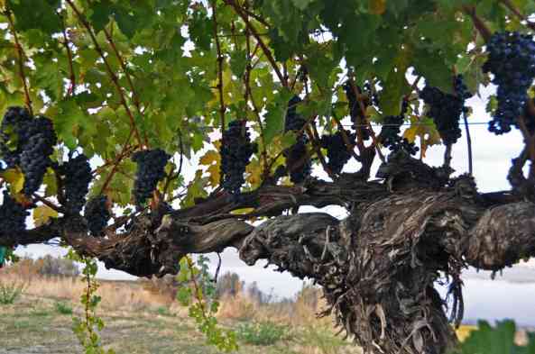 Old-Vine-Cab-wine-grapes-at-Sagemoor-Vineyards-Washington